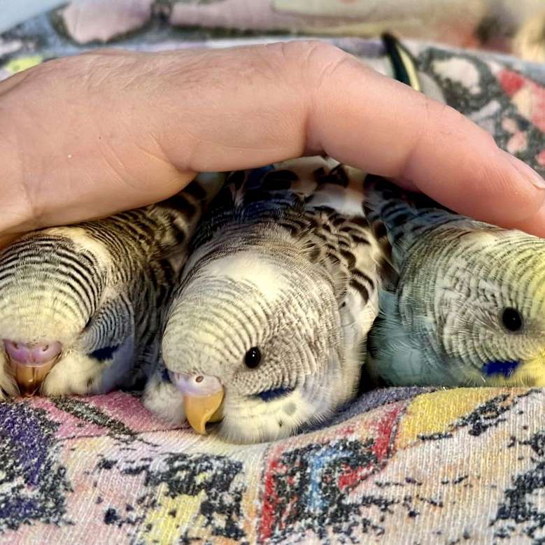 Nina's hand raised Babies