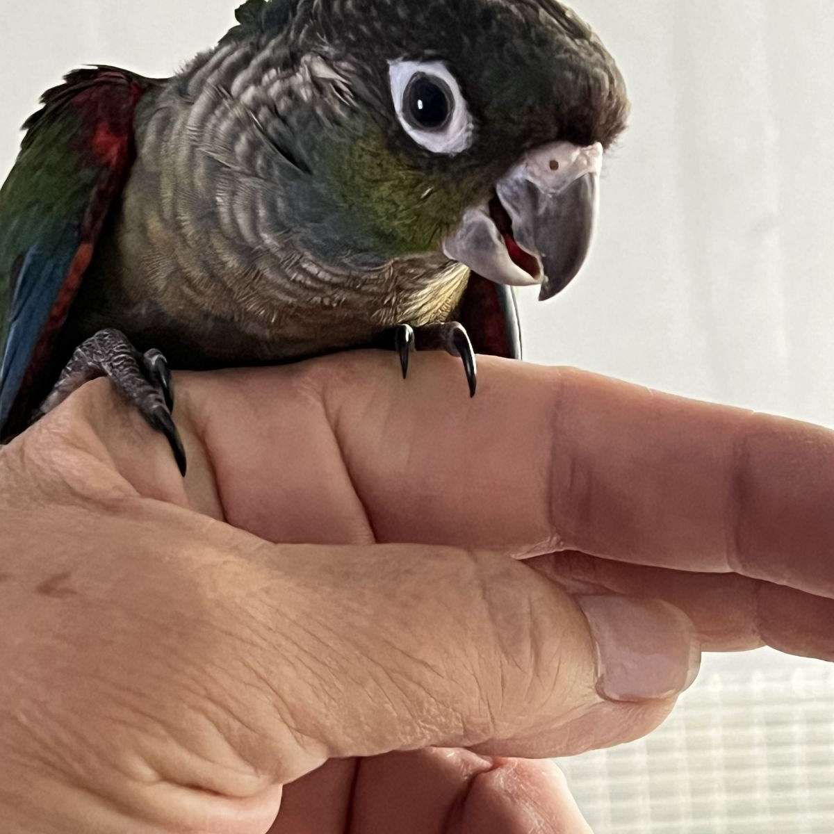 Chile River Conures