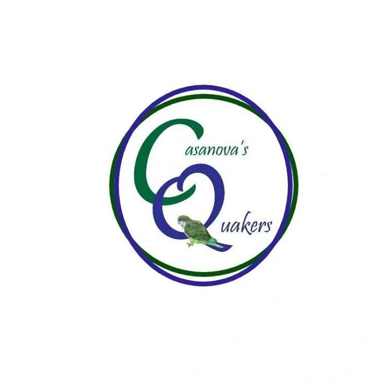 Quaker Babies Varied Colors. On Sale Now.