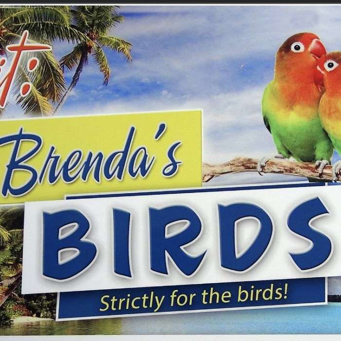 Brendas Birds