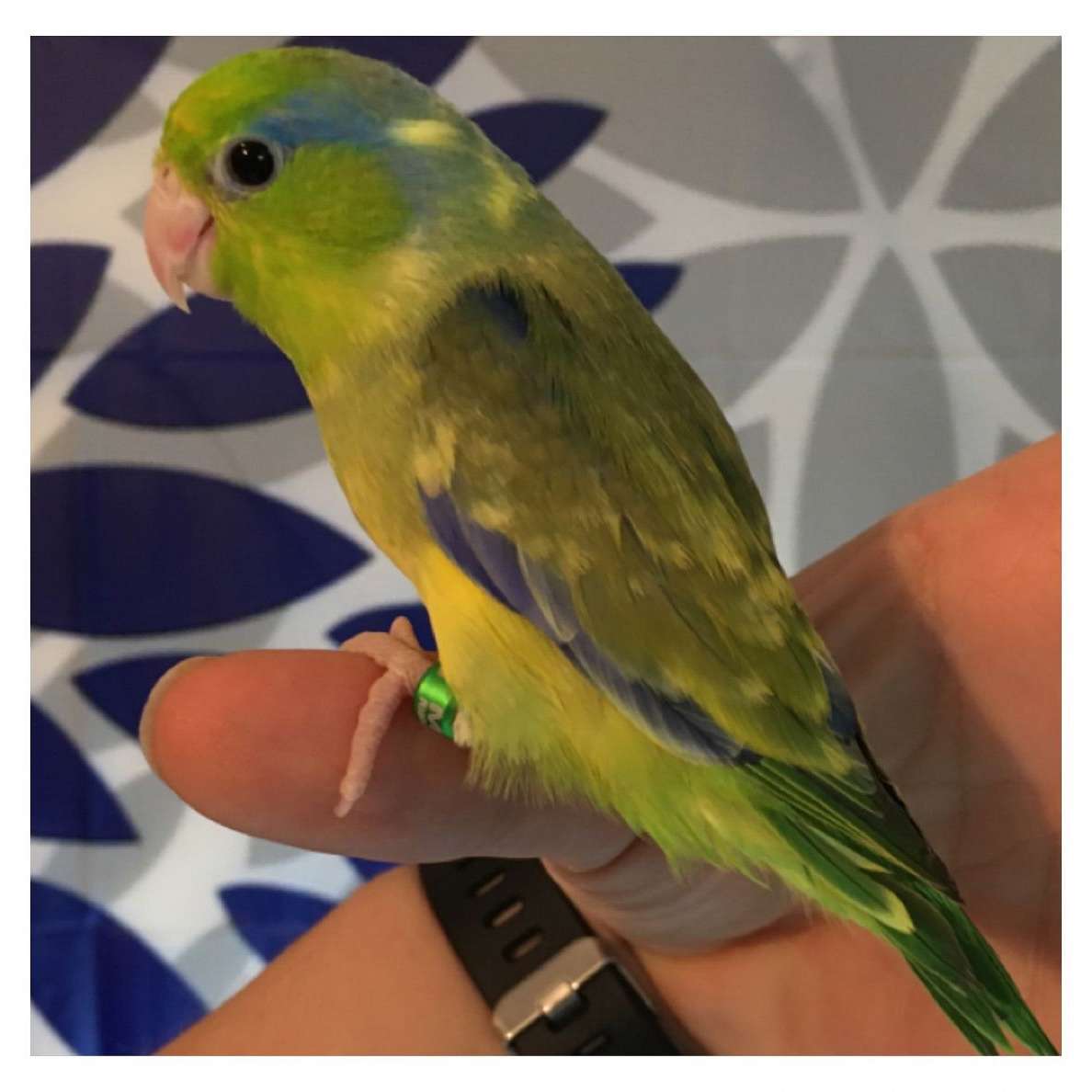 Adult Parrotlet