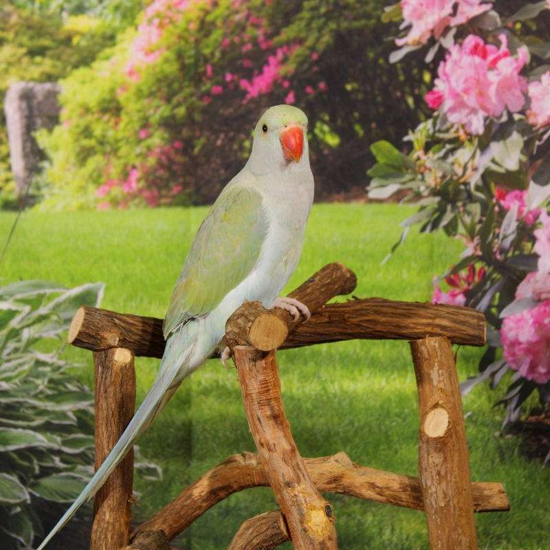 my little aviary