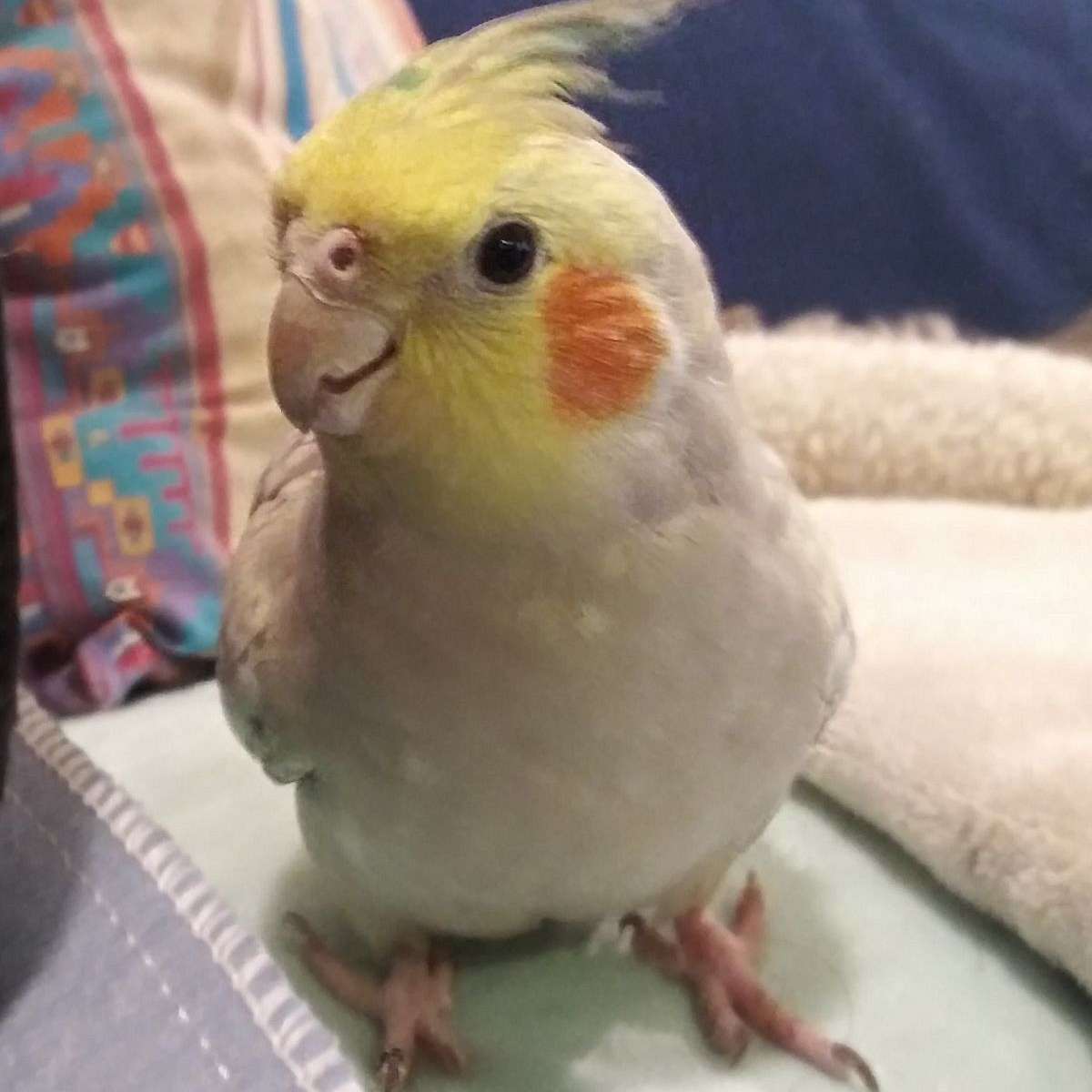 baby cockatiel