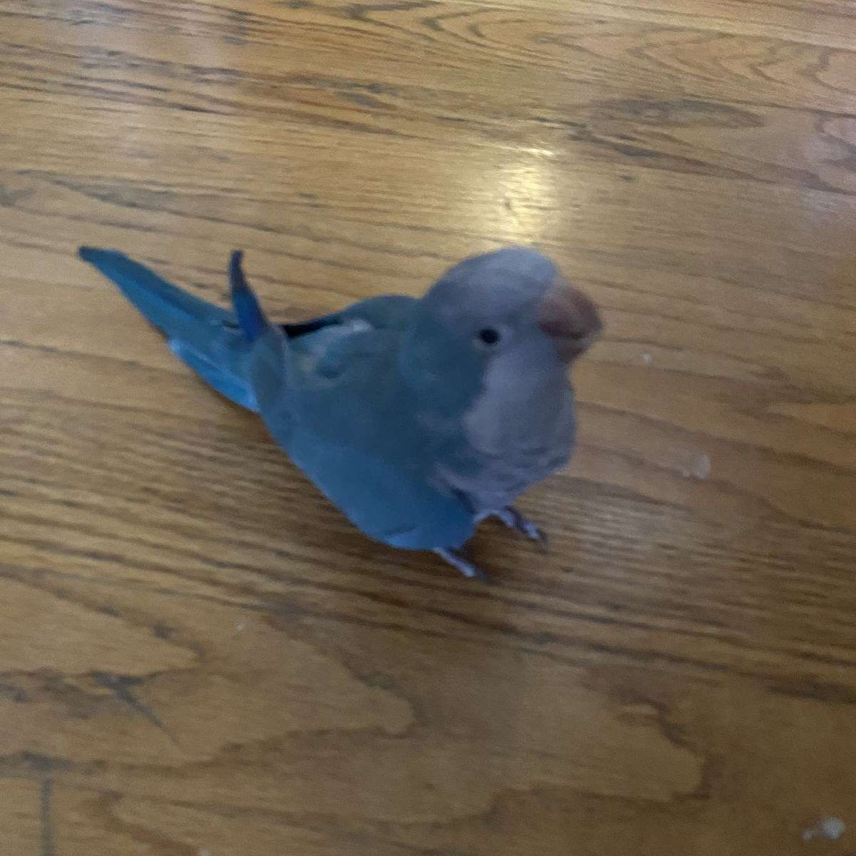 Bird Society