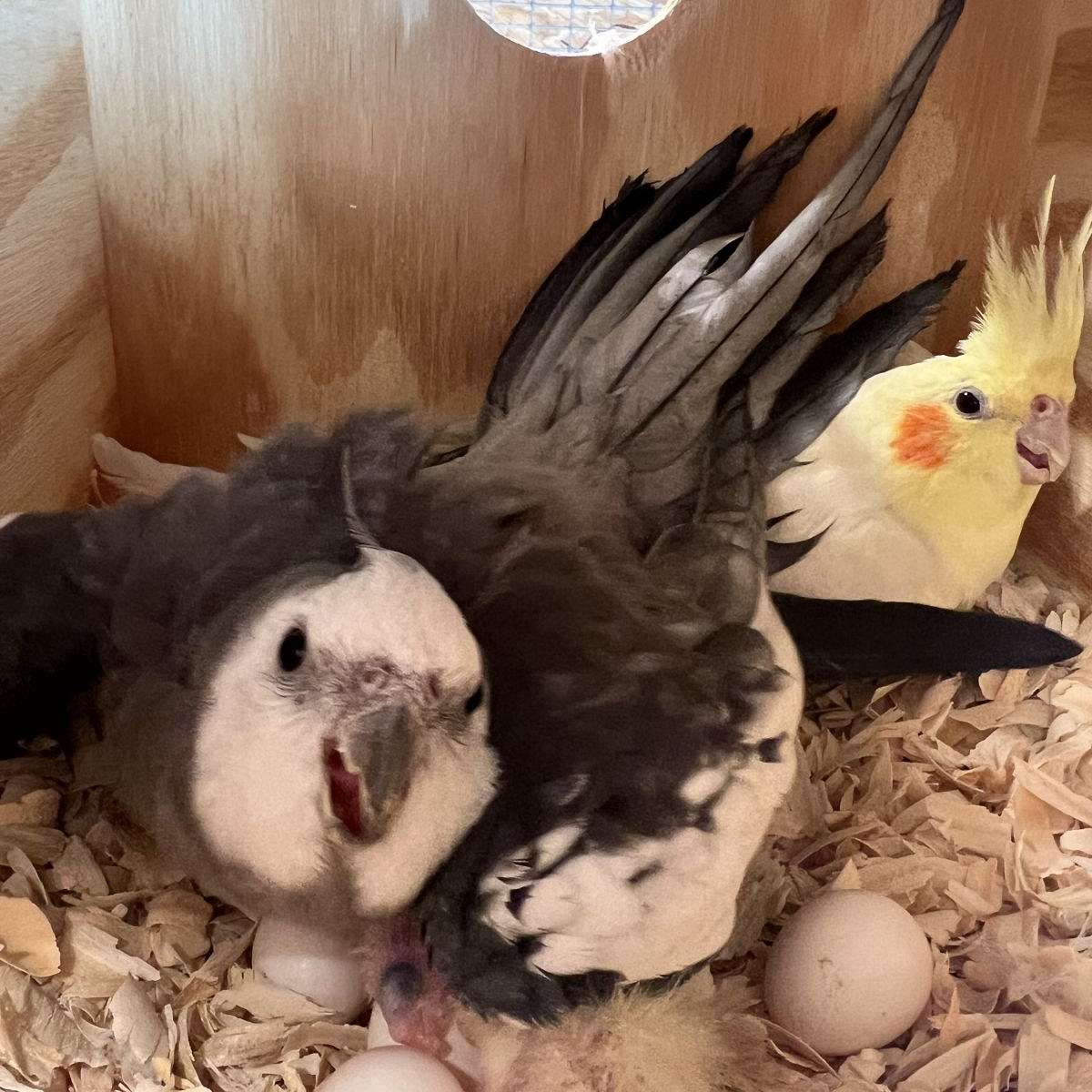 Tiel Hill Aviary