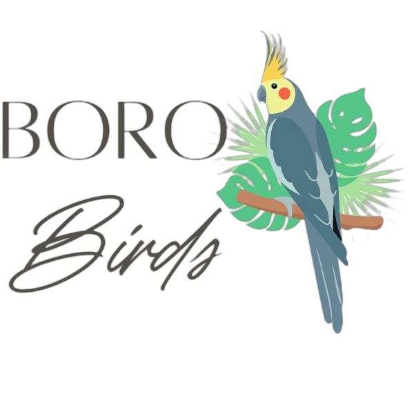 Boro Birds