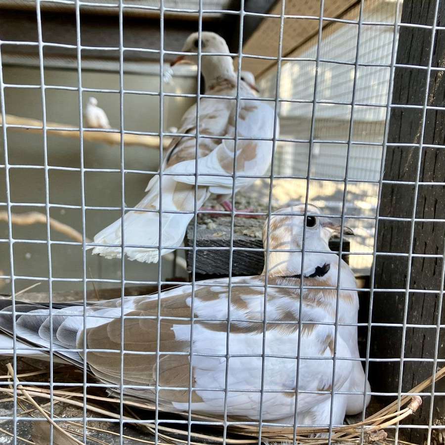 Dove Haven
