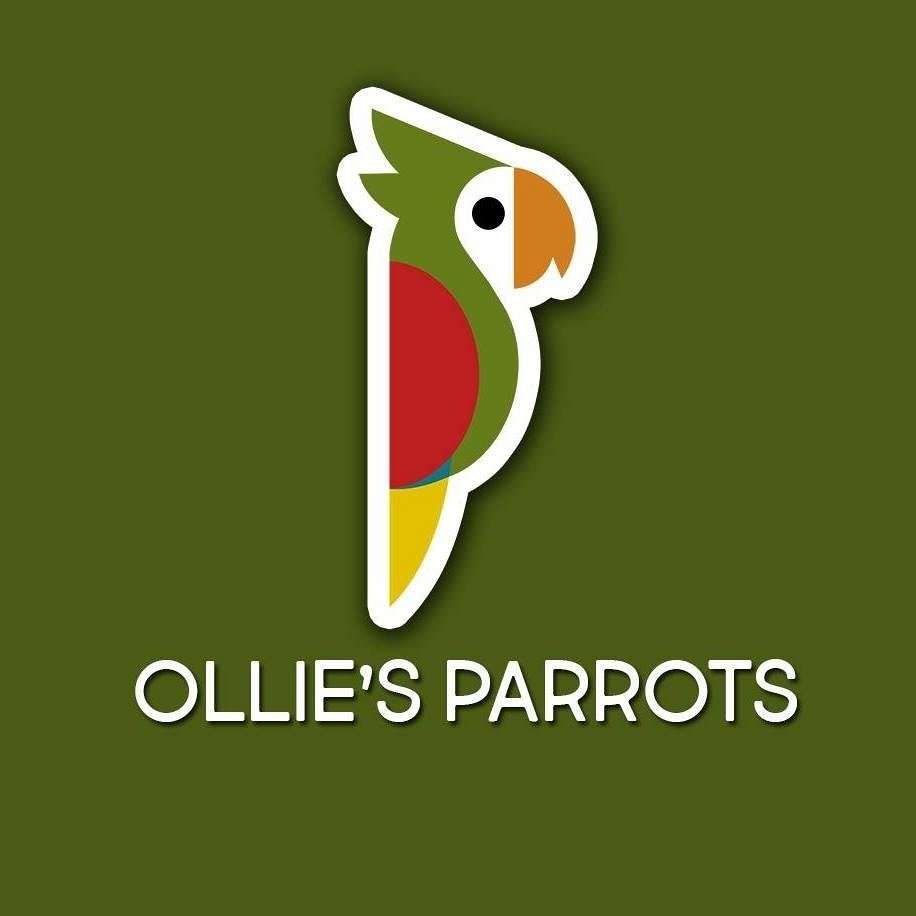 OLLIES PARROTS