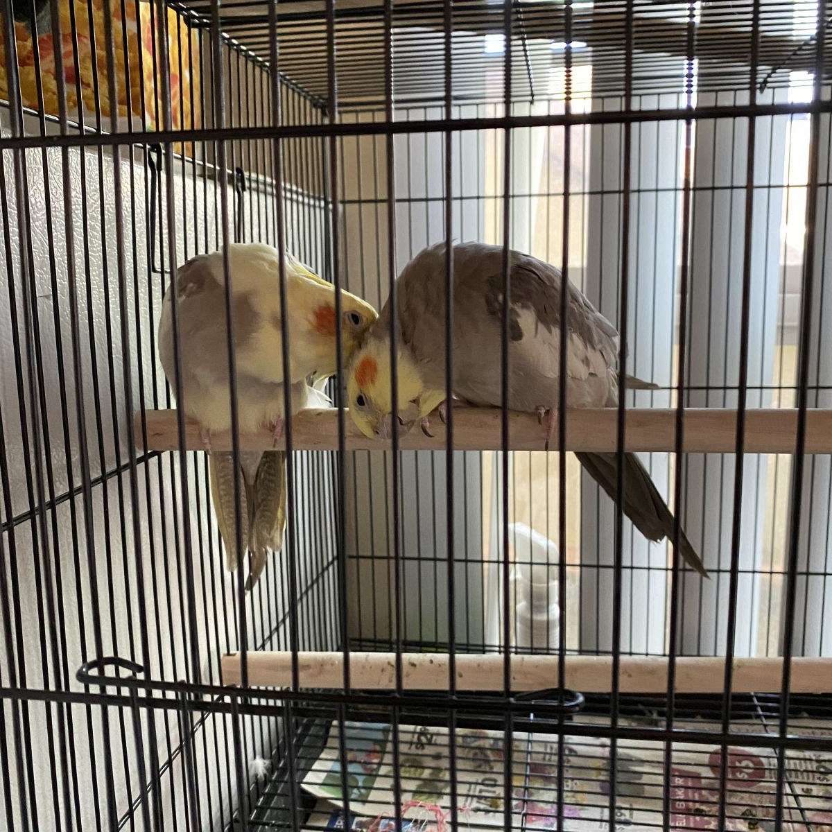 Cockatiel