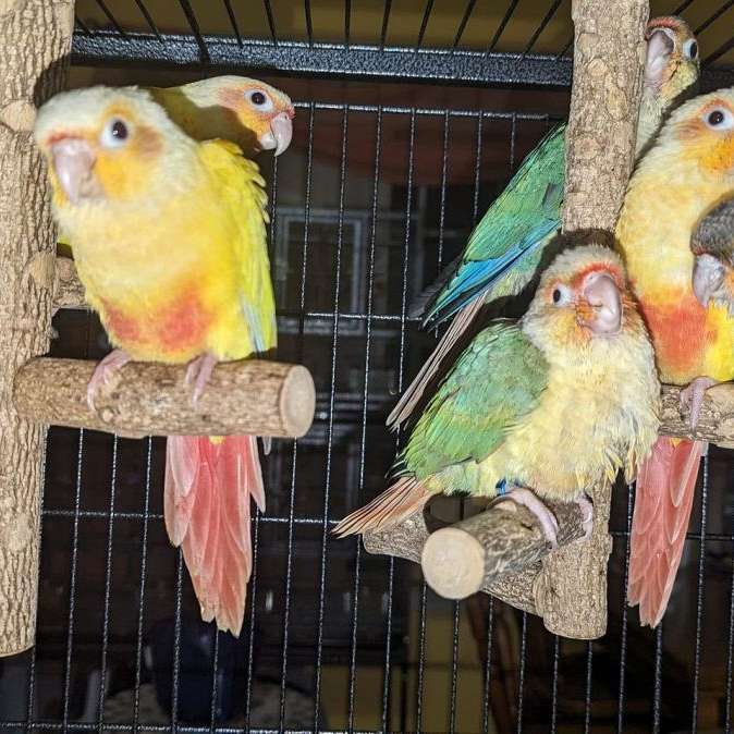 Little Flock of Lovebirds and Greencheeks Aviary