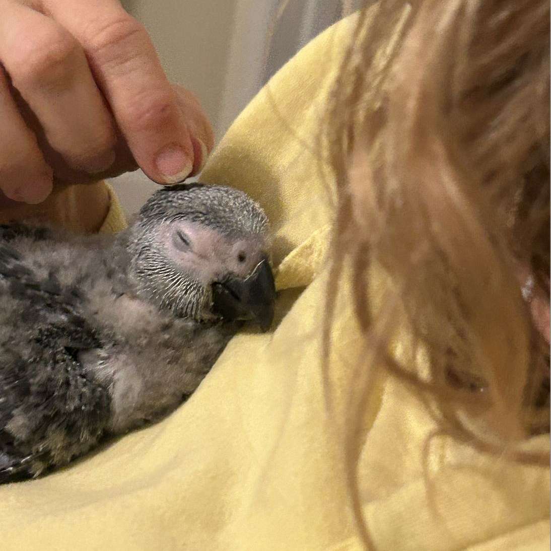 Parrot Baby