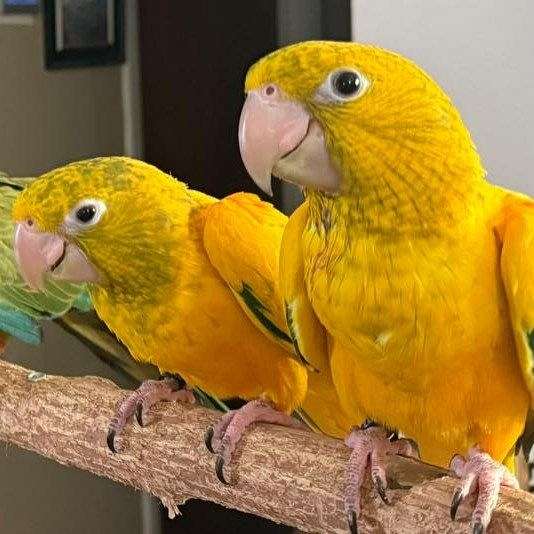 DW Aviary