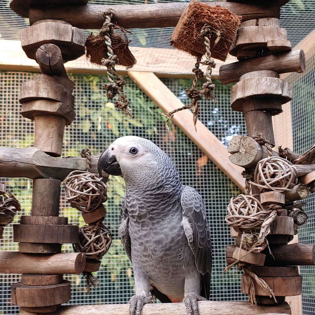 Whimsical Wings Aviary