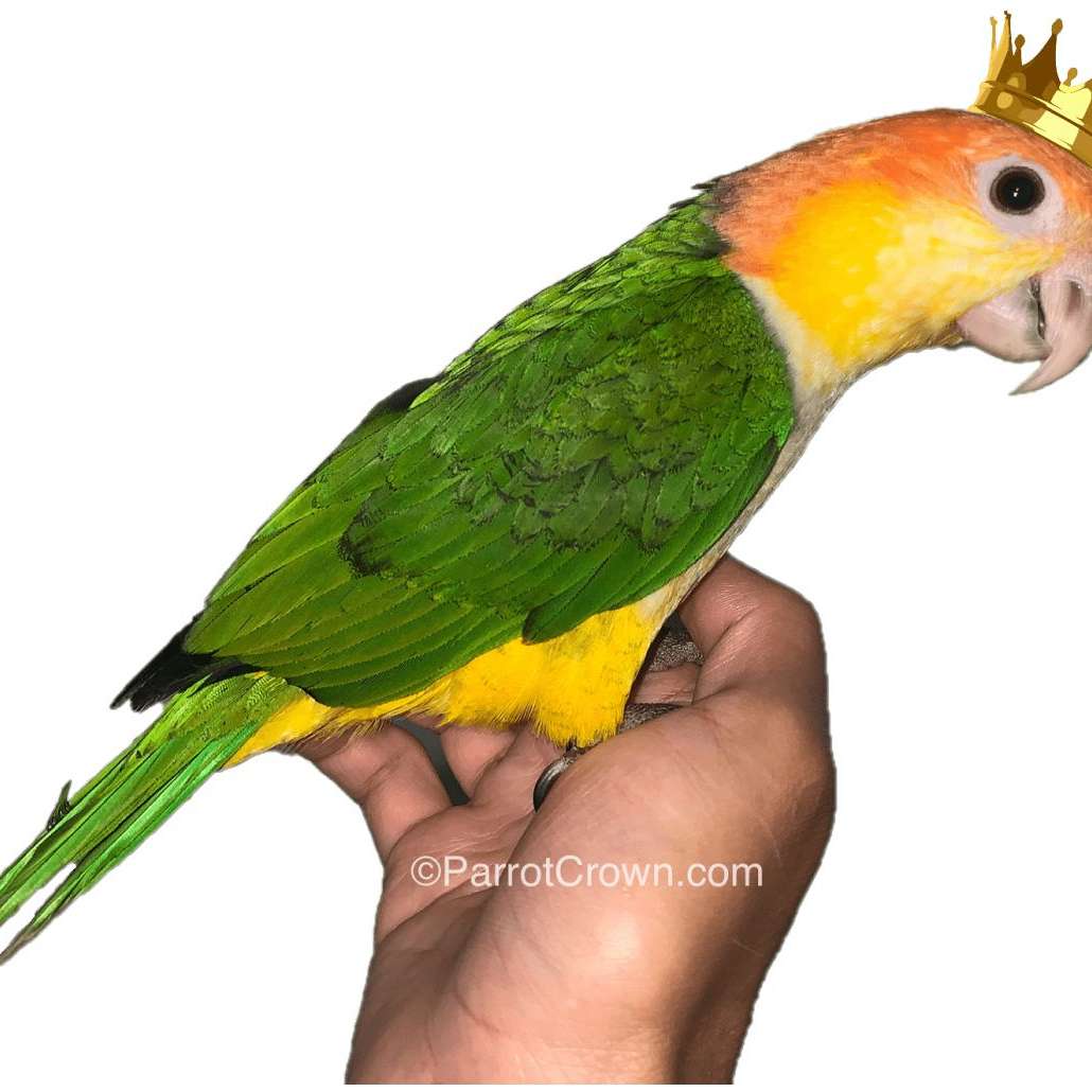 To Order This Bird Click Here! By ParrotCrown.com