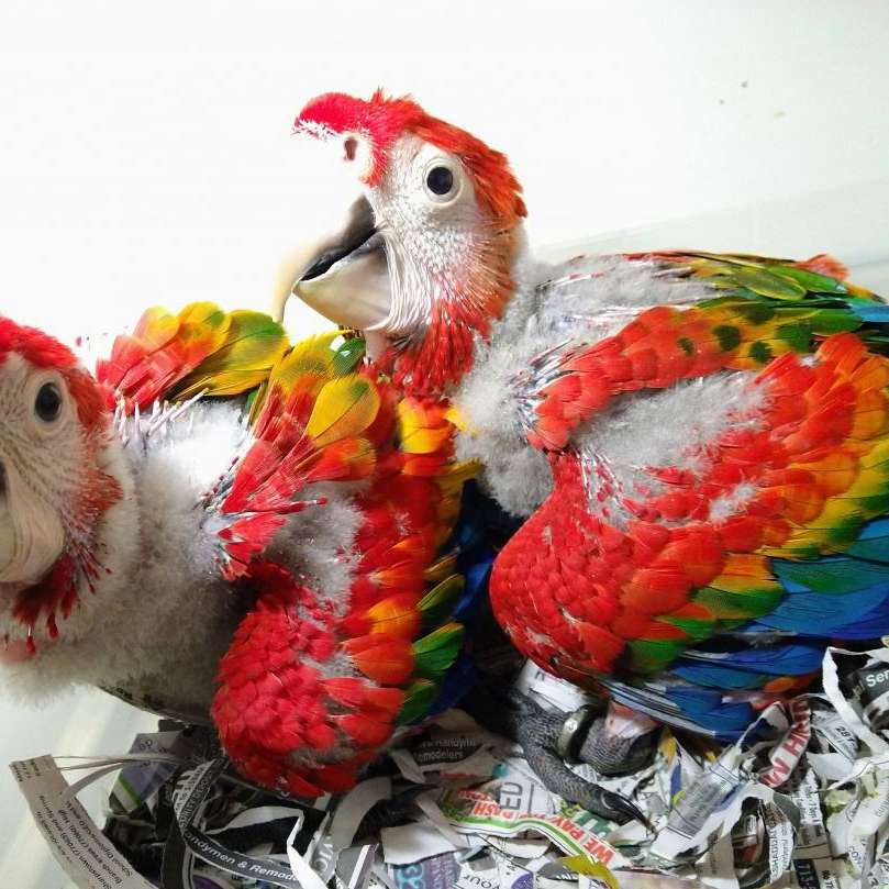 houston parrots and exotics