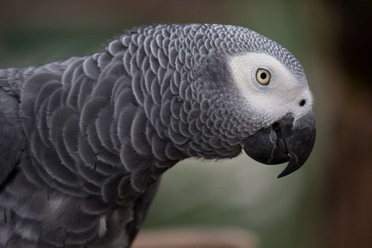 African grey parrot sale bossier city
