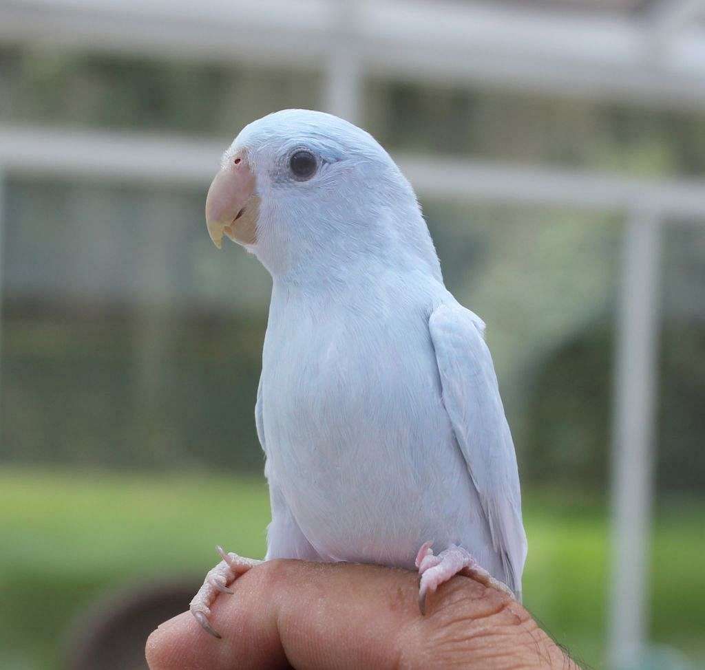 Beautiful Pristine White Parrotlet FREE Shipping Prices Start at 199