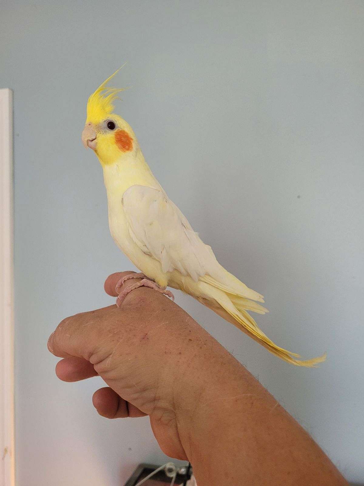 Handfed Cockatiels