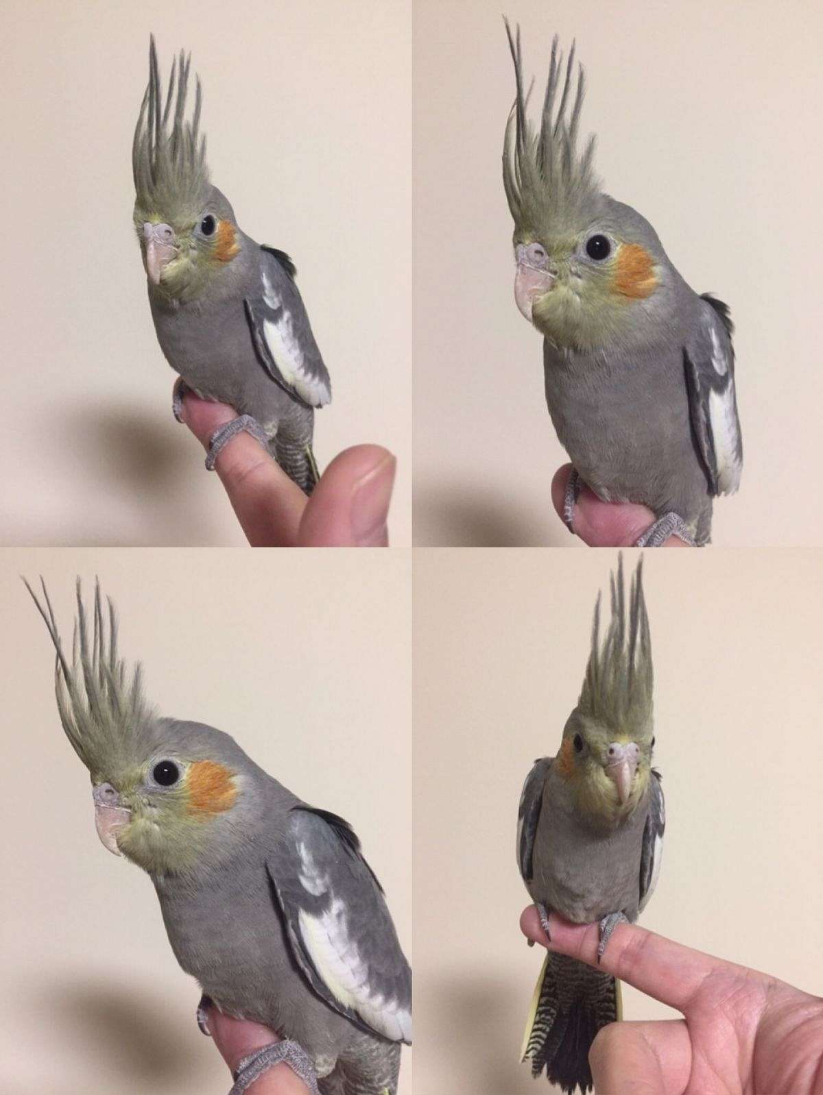 Baby Grey Cockatiel