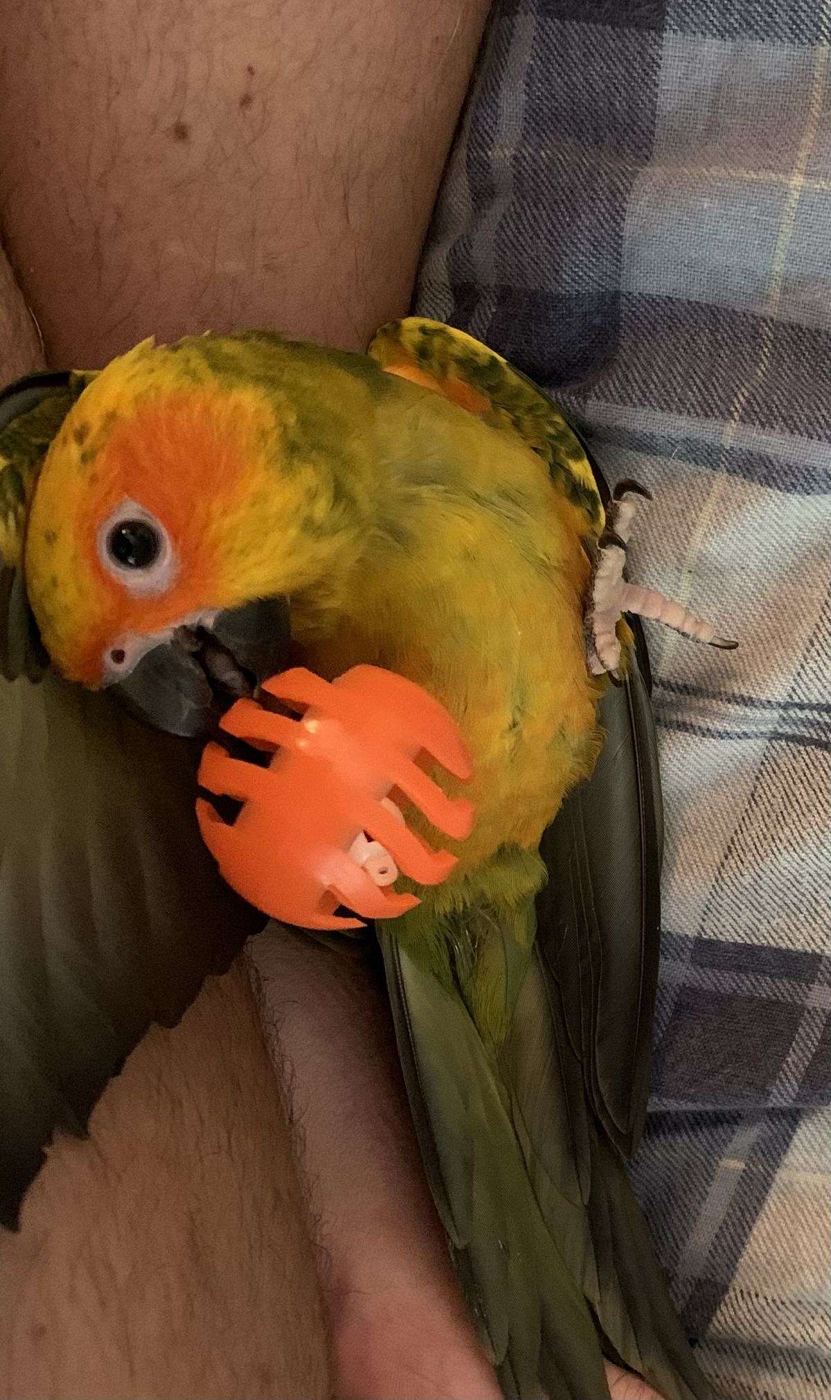 Gizmo. The fun and very charismatic conure.