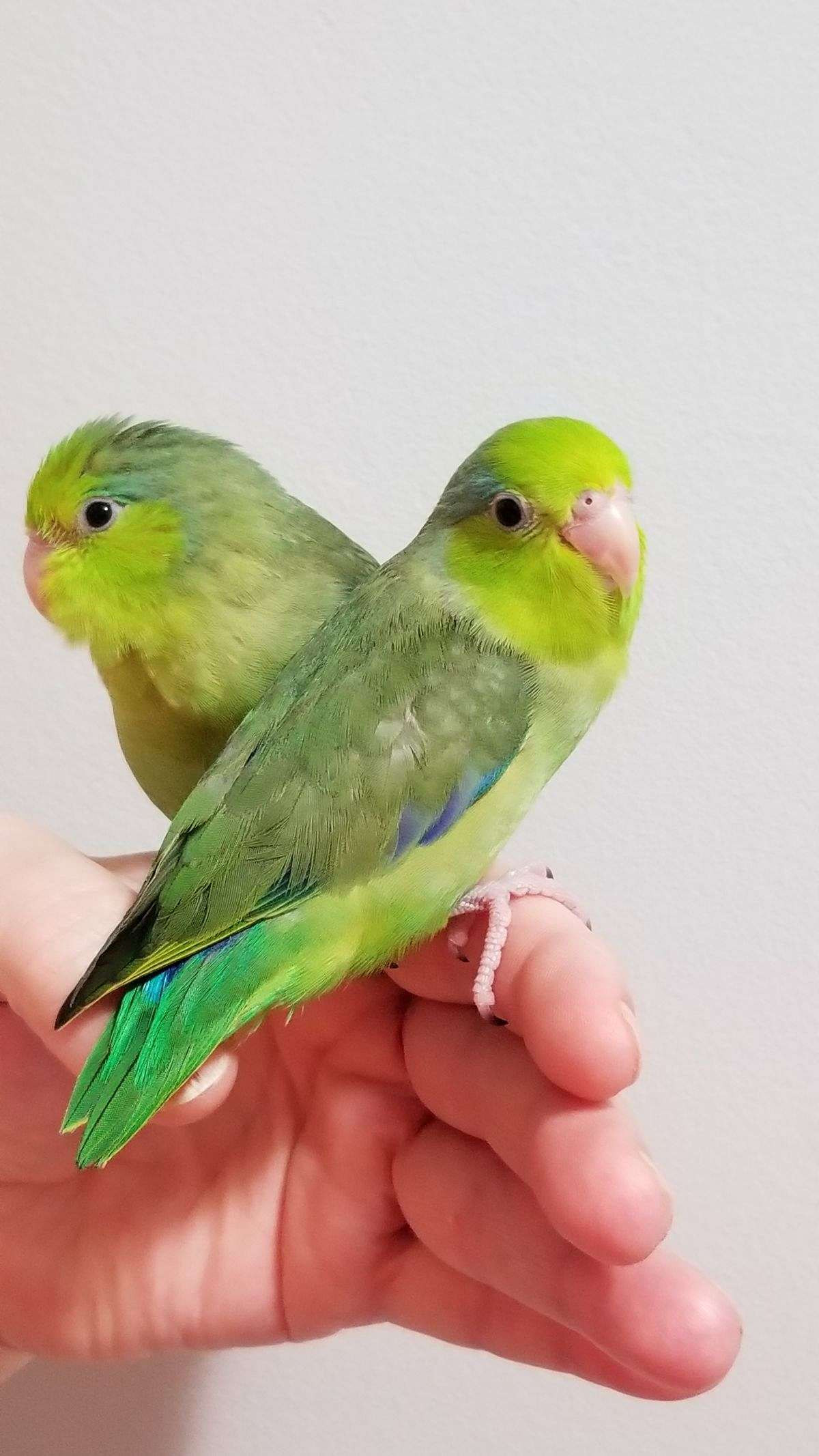 Green Male Pacific Parrotlet
