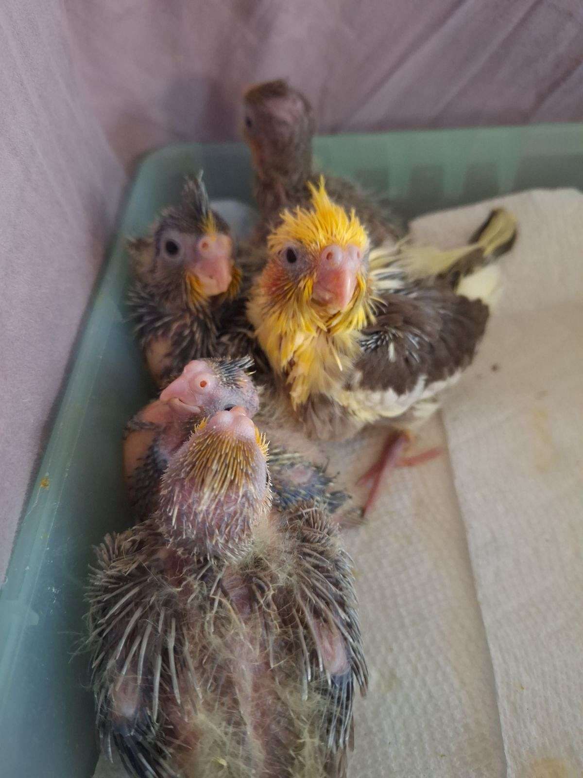 Super Tame Cockatiels, All Stages and Mixes. Breeding pairs.