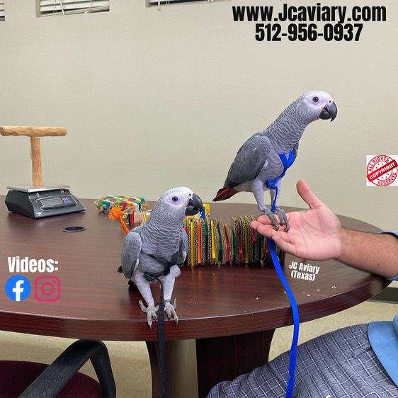 Green clear tail Indian ringneck babies