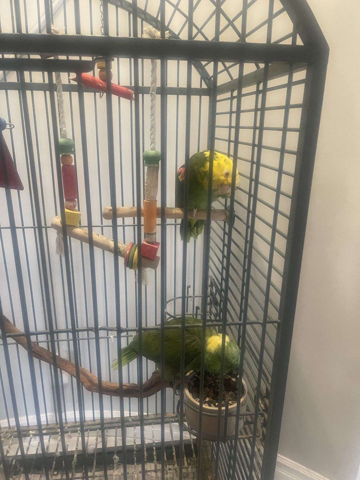 Beautiful Double Yellow and Yellow Nape Amazon Parrots