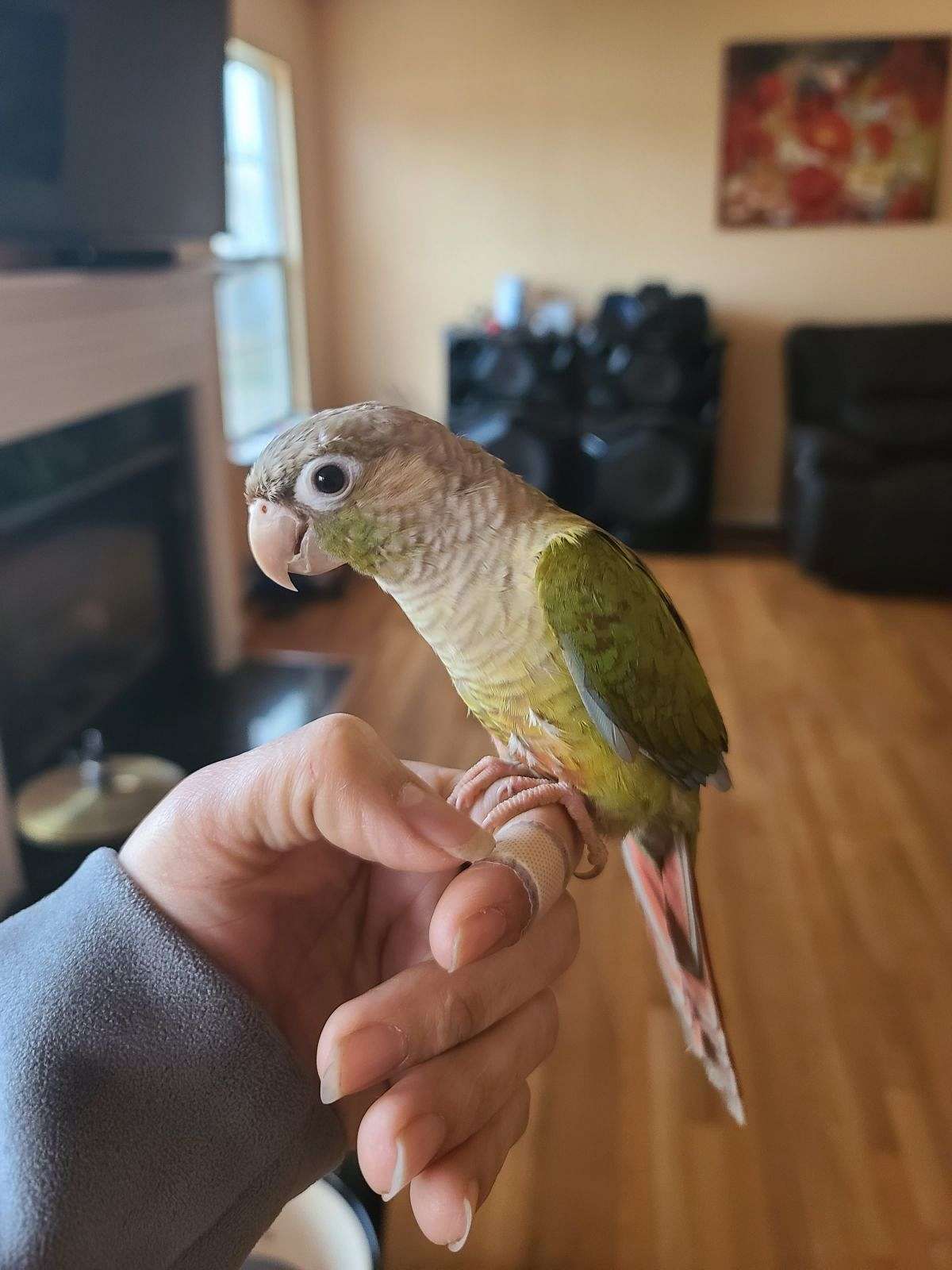 Cinnamon green cheek conure