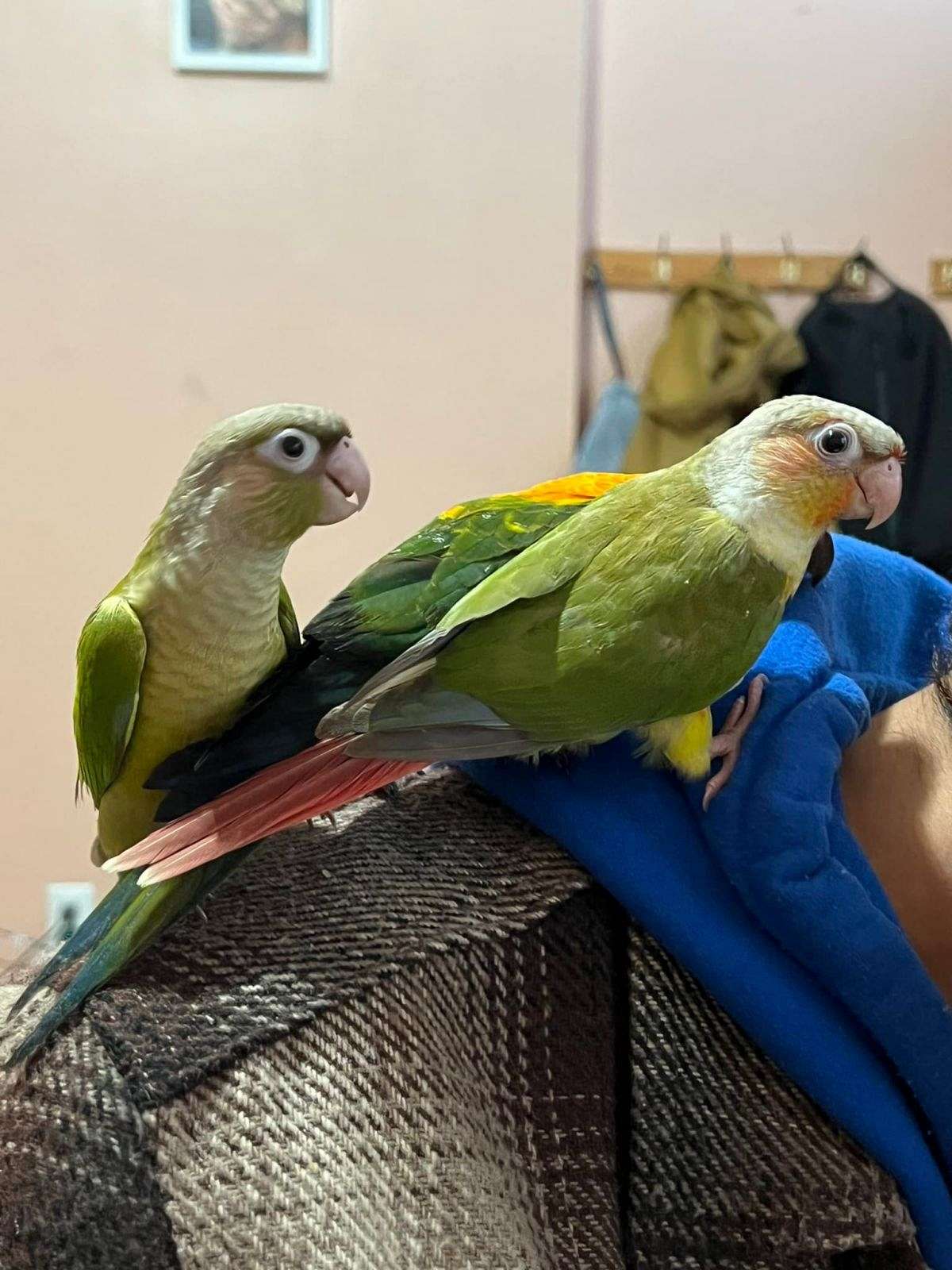 Green Cheek Conure Pineapple