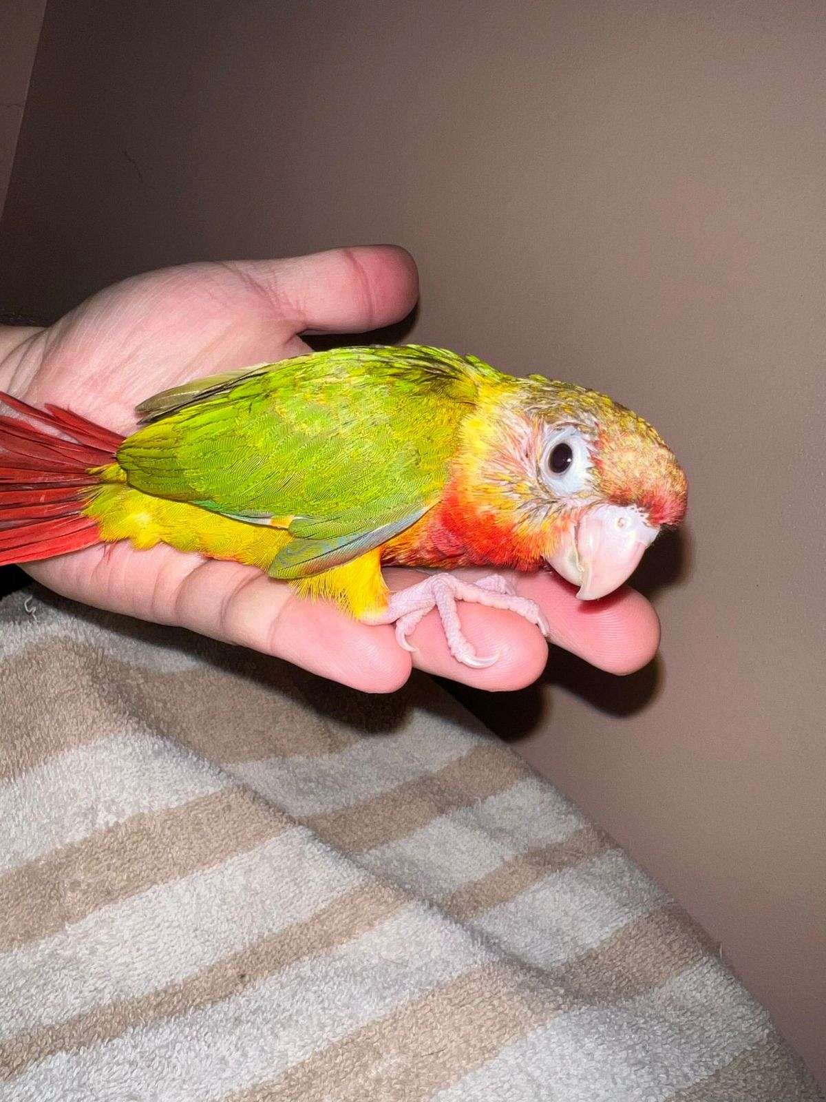 Red Factor Green Cheek Conure Pineapple