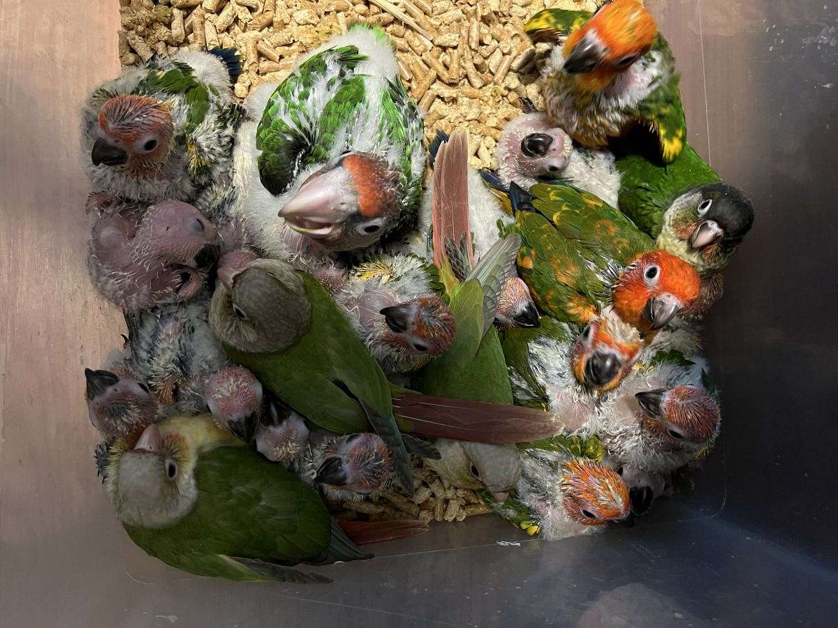 Baby Sun Conures are always available at wholesale prices