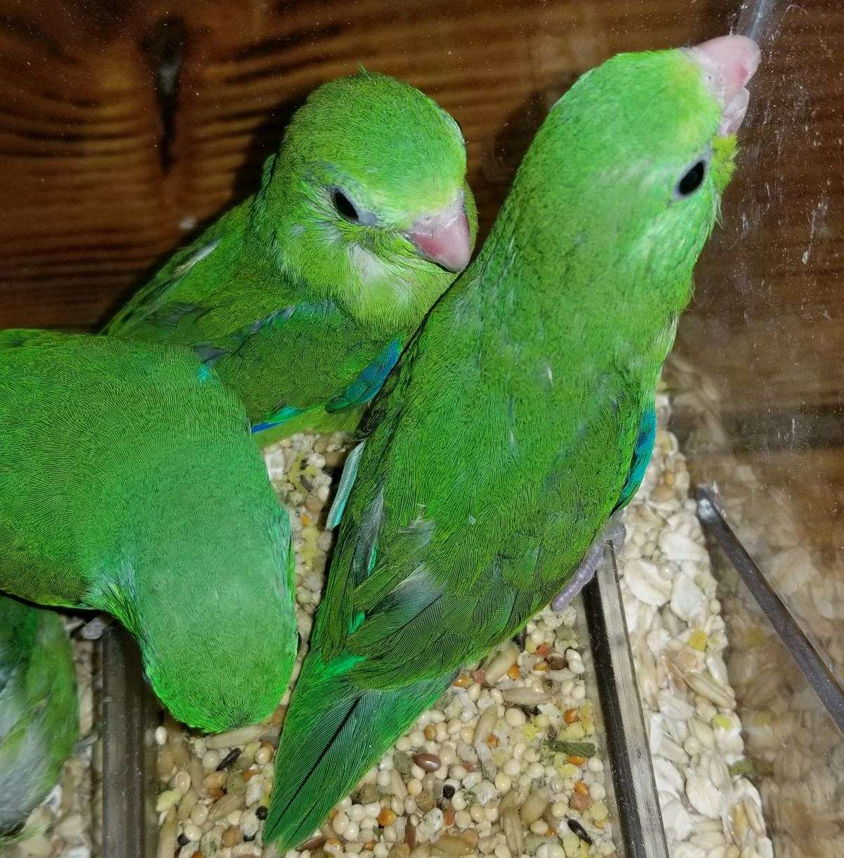 Spectacled Parrotlets