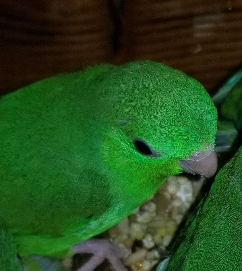 Spectacled Parrotlets