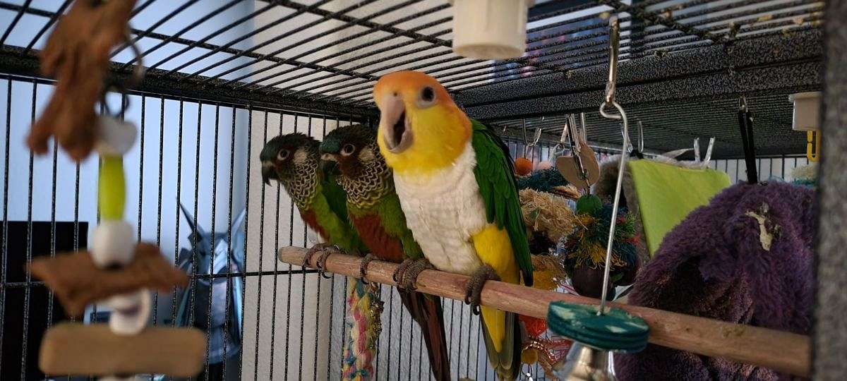 Artoo the White Bellied Caique