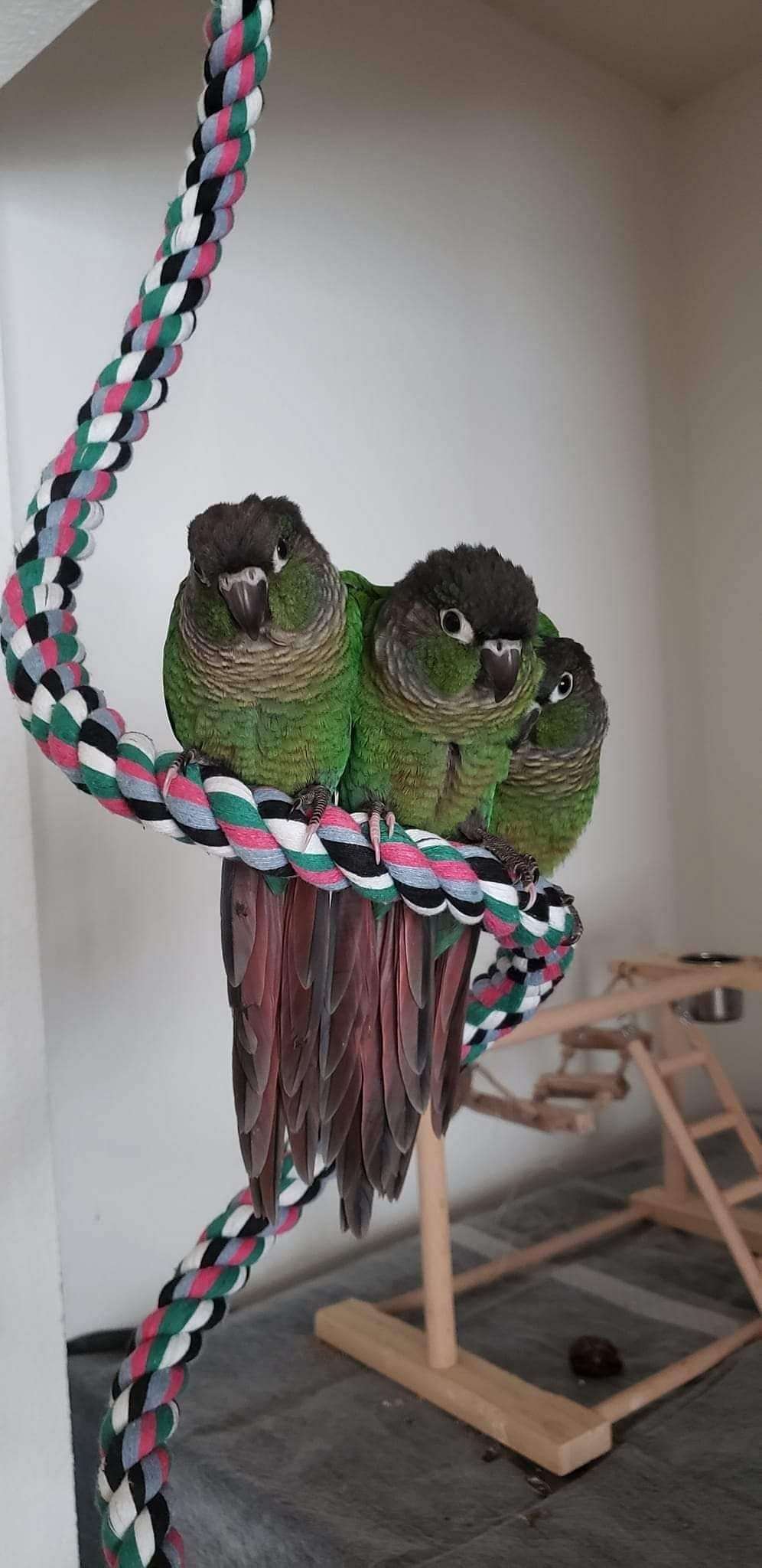 Green Cheek Conures