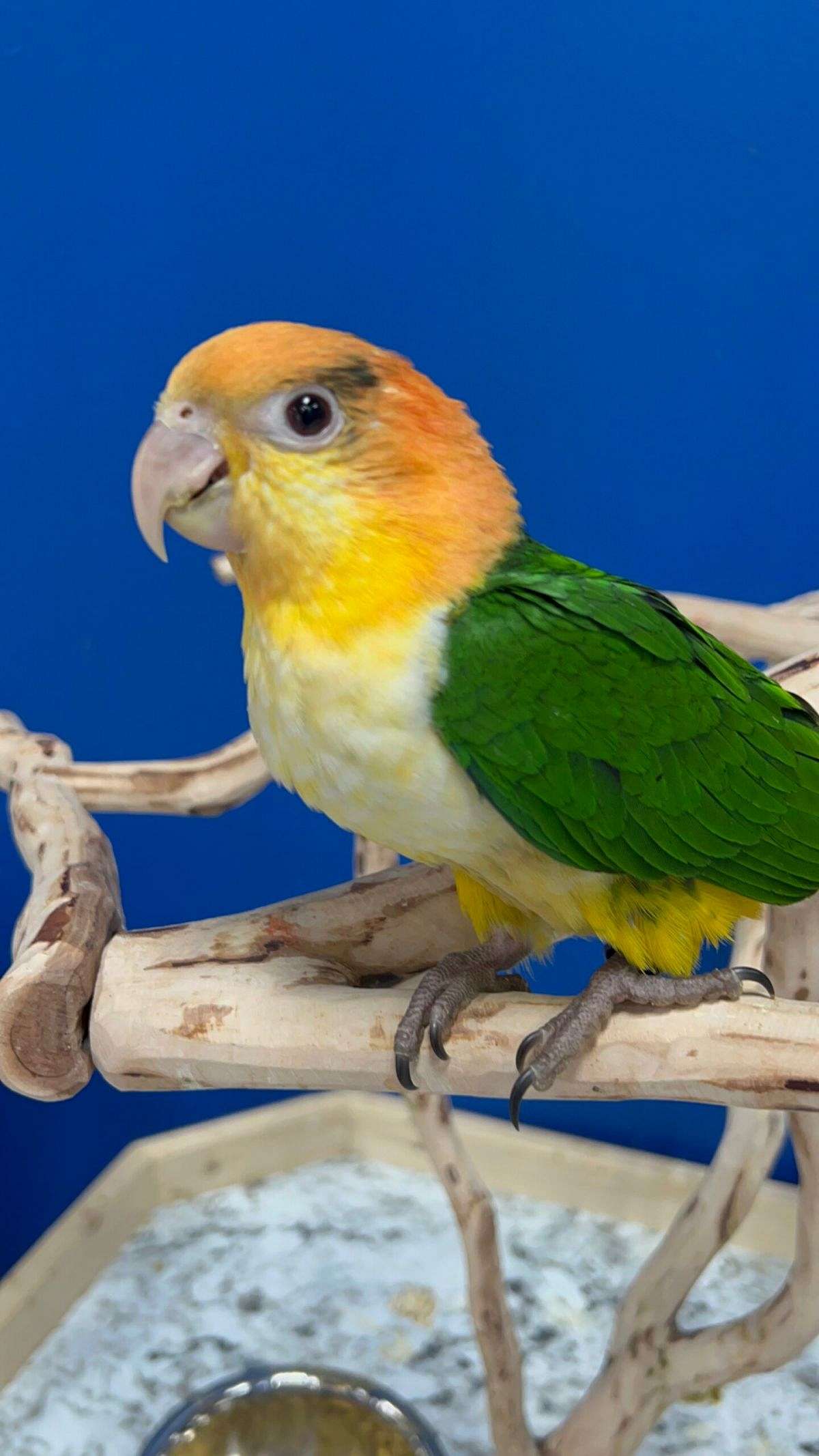 white bellied kite bird