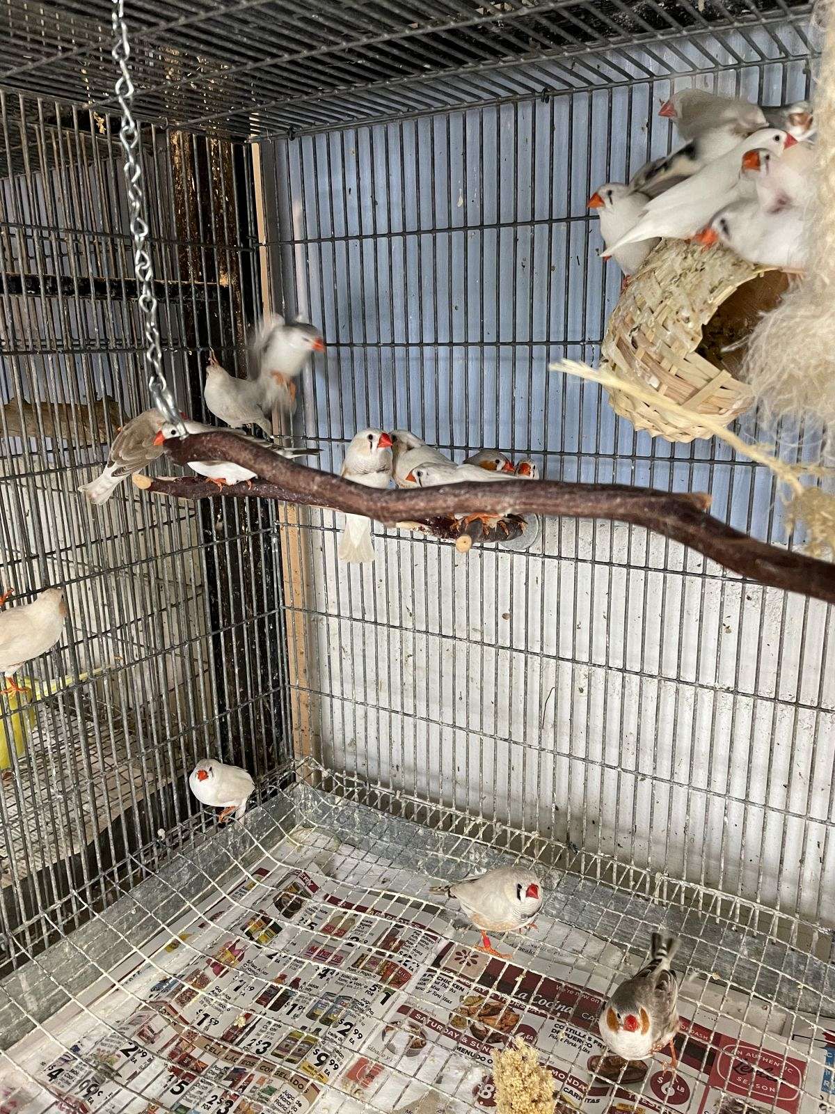 Finches