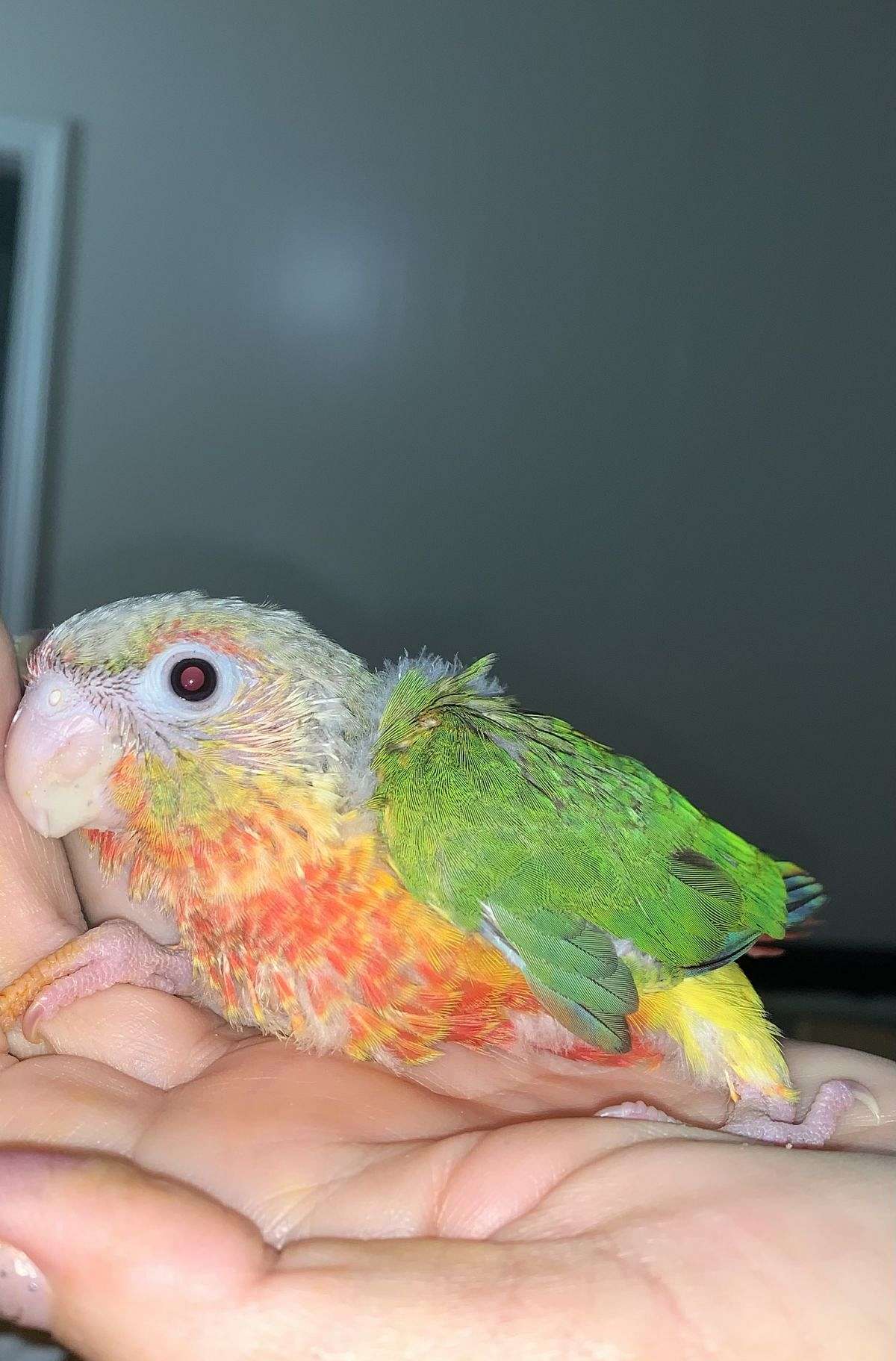Baby Pineapple & Yellow Sided Green Cheek Conure Parrots