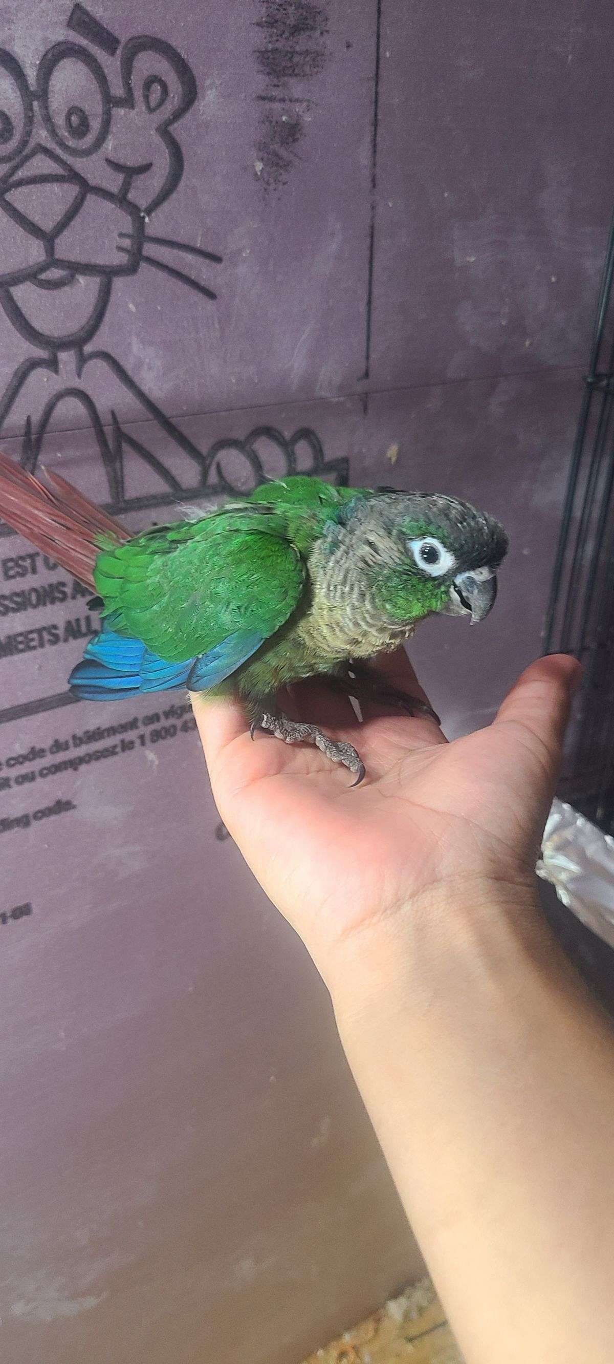 Green cheek