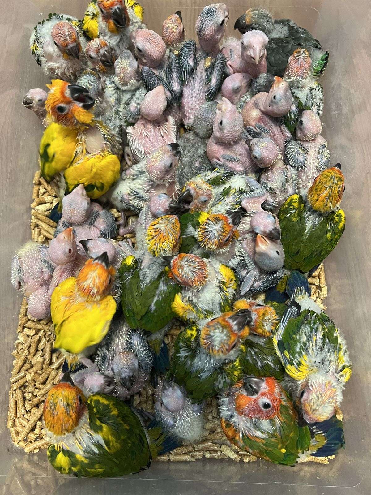 Baby Sun Conures Are Always Available at wholesale prices