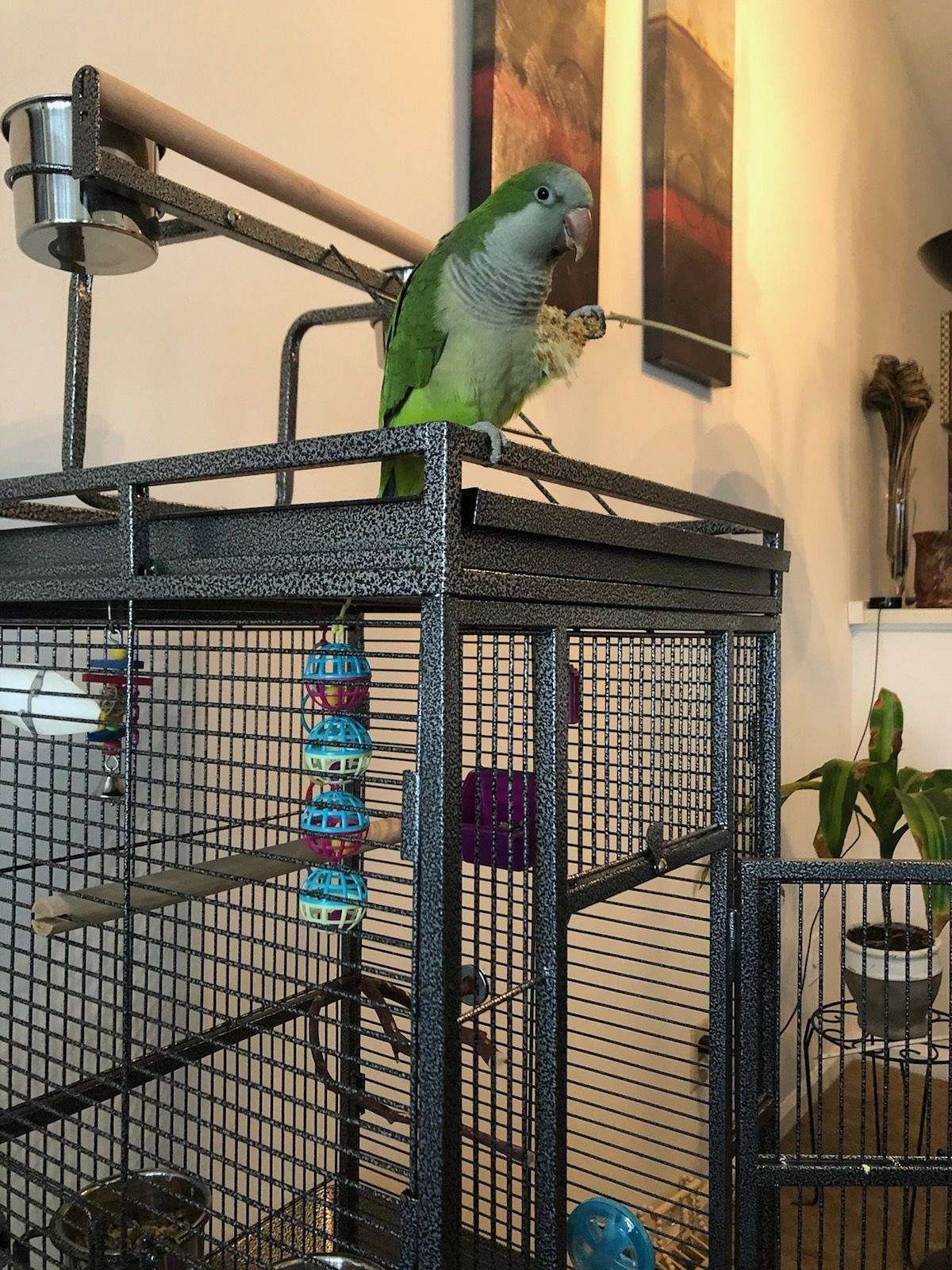 Re home Quaker Parrot