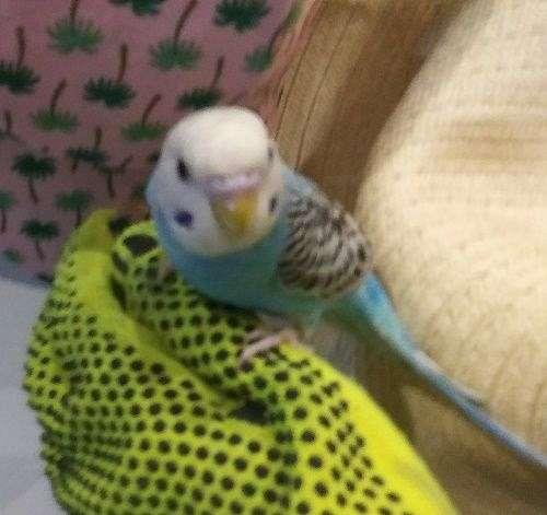 Indoor Aqua Parakeet/Budgie Pickup Available (unknown sex)