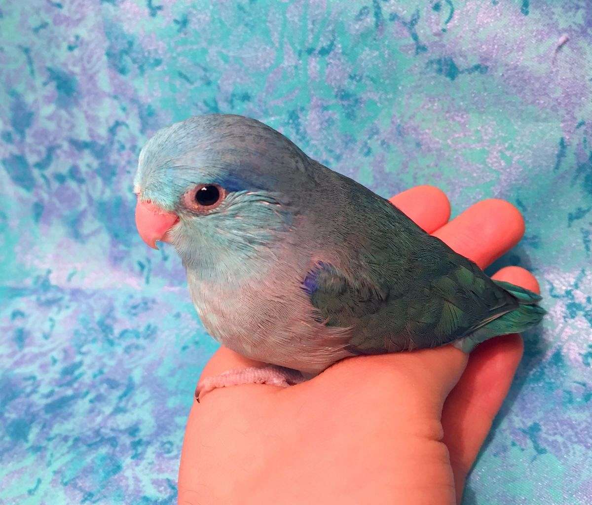 Hand Fed Blue Male Pacific Parrotlet Ready for New Home!
