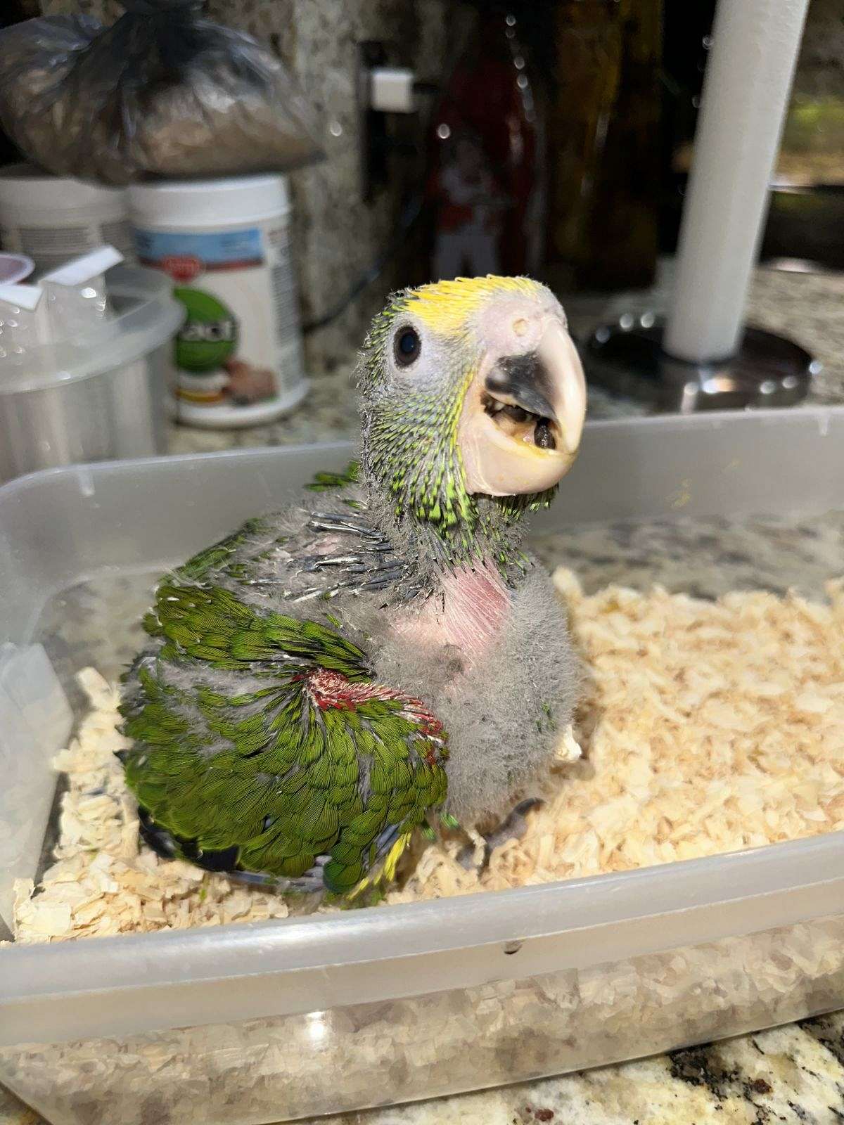 Double Yellow Head Parrot