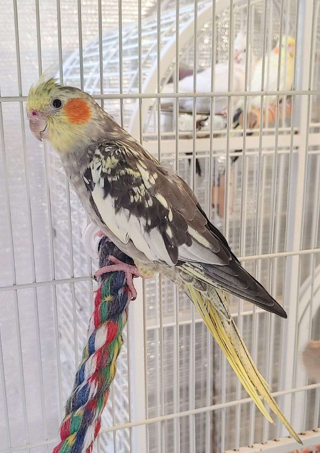 Cockatiel Female - Pearl  Pied