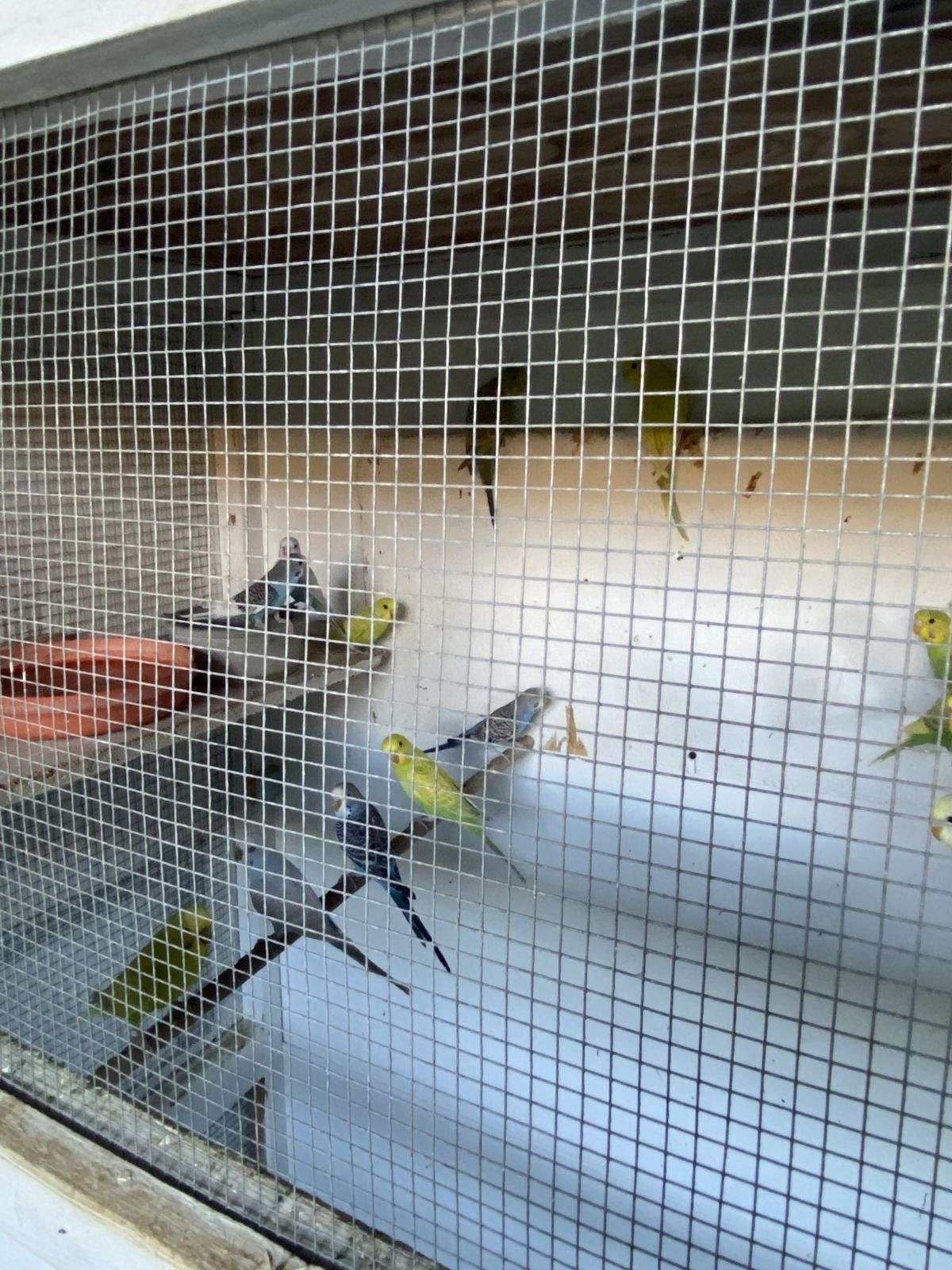 Young parakeets