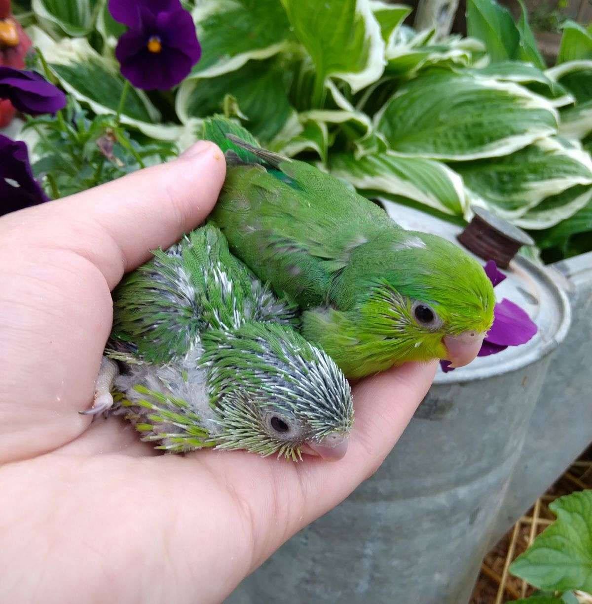 Hand Fed Green Female Parrotlet Looking for New Home!