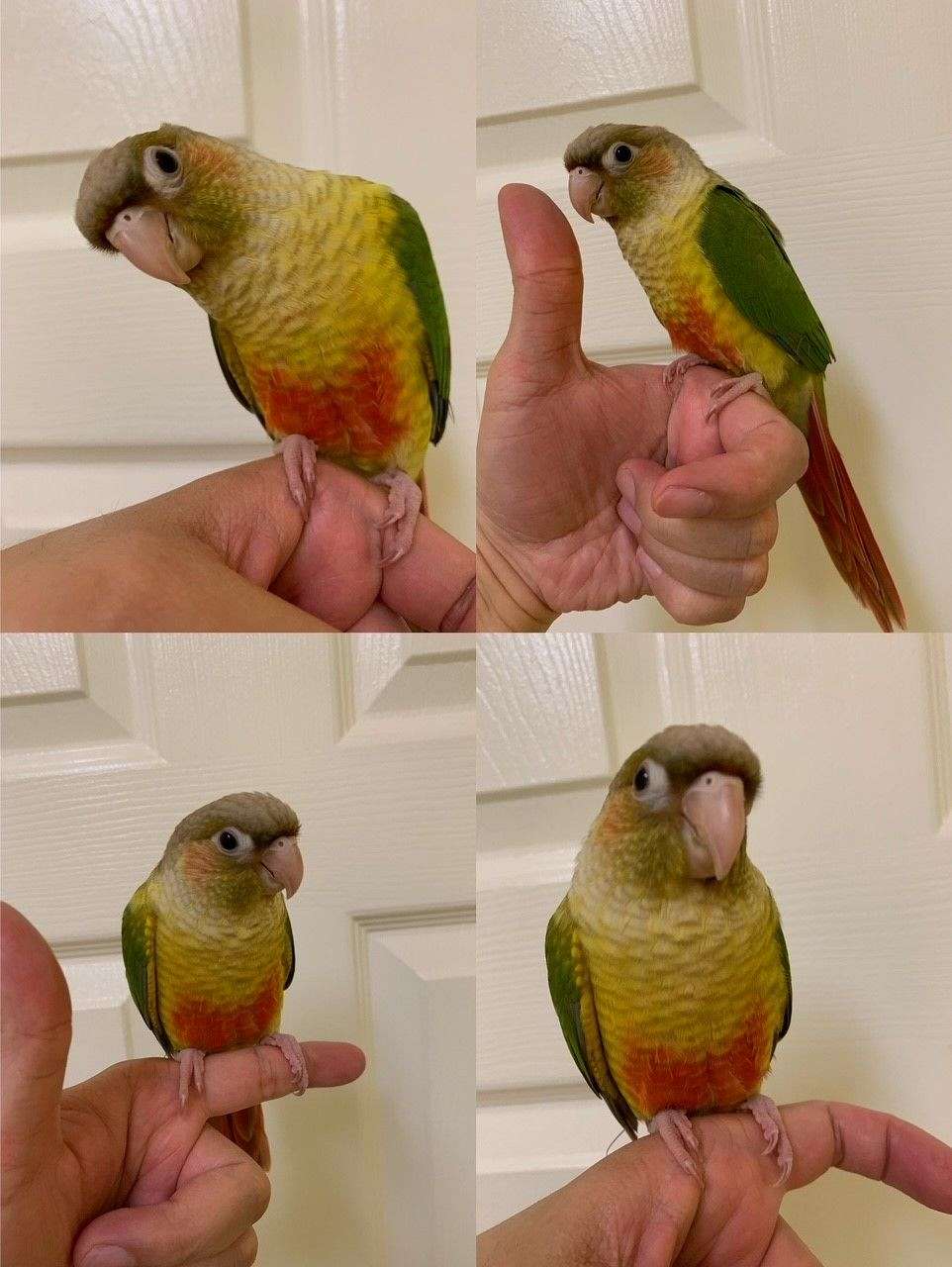 Baby Pineapple Green Cheek Conure