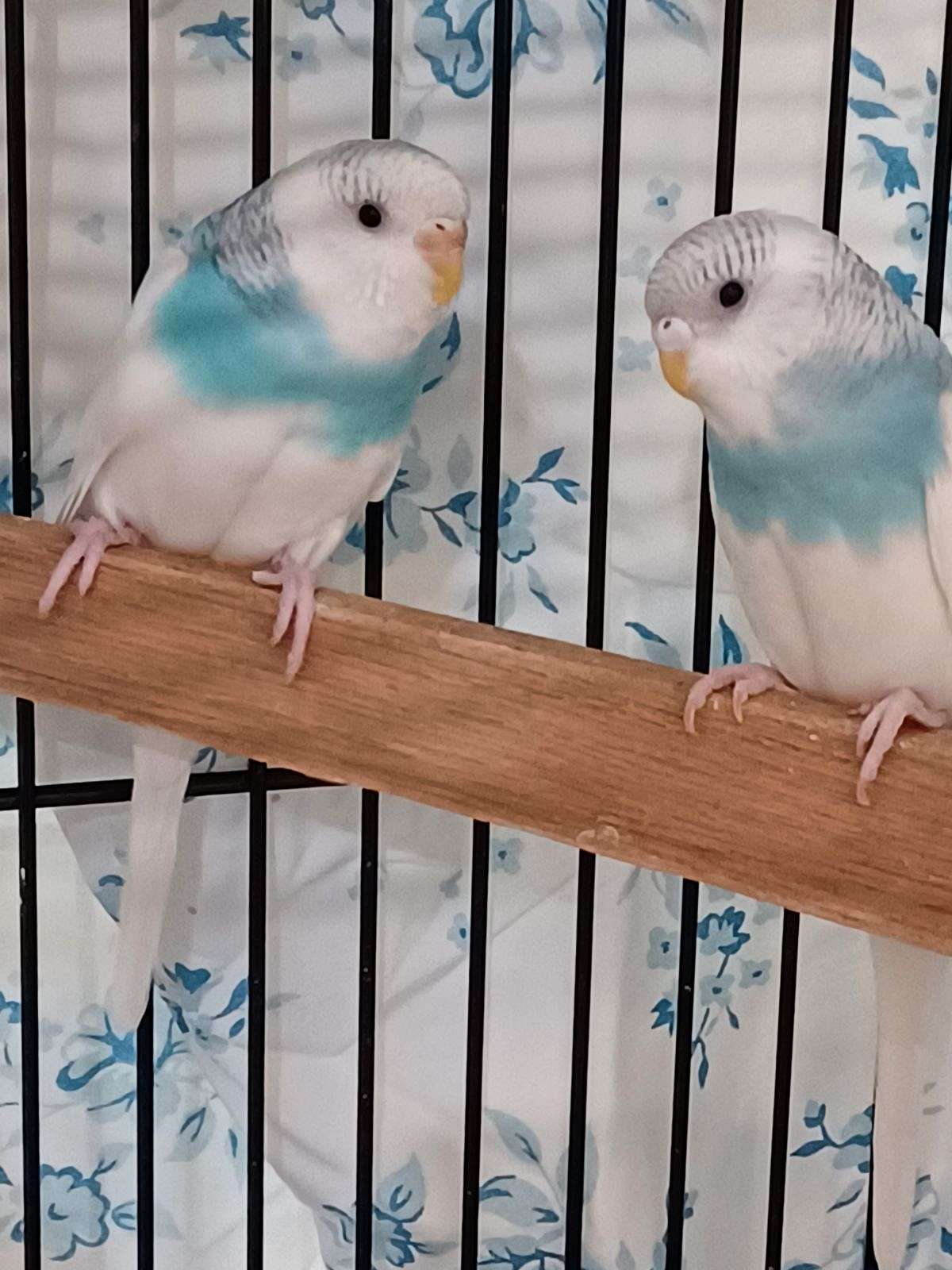 Baby parakeets for sale